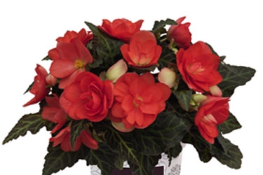 Begonia Unstoppable Variety Image Upright First Kiss.jpg